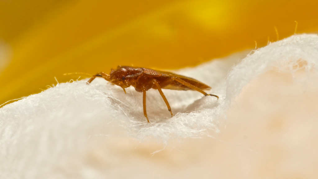 Bed Bugs Toro Pest Management