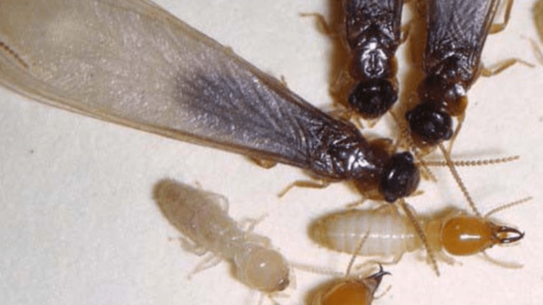 Termite Control - Toro Pest Management