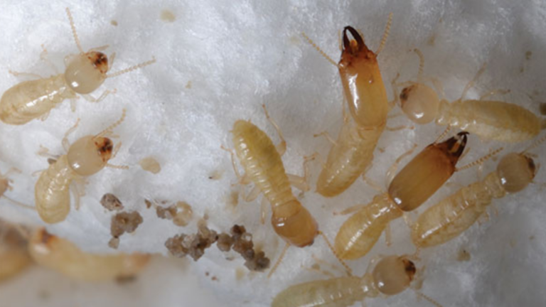 Eastern Subterranean Termite - Toro Pest Management