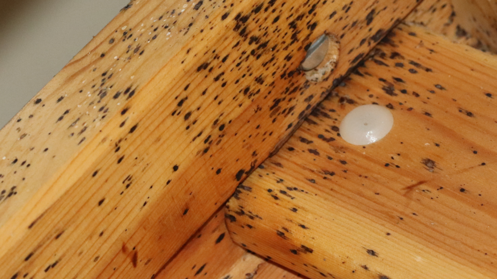 Bed Bugs Control Toro Pest Management Bed Bugs Control Toro Pest Management