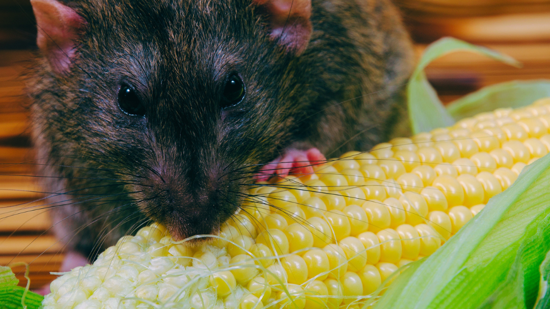 A close-up of a brown rat eating a fresh ear of yellow corn in Miami-Dade, with its paws gripping the cob and the green husk partially visible—a reminder of the importance of pest control in Miami.