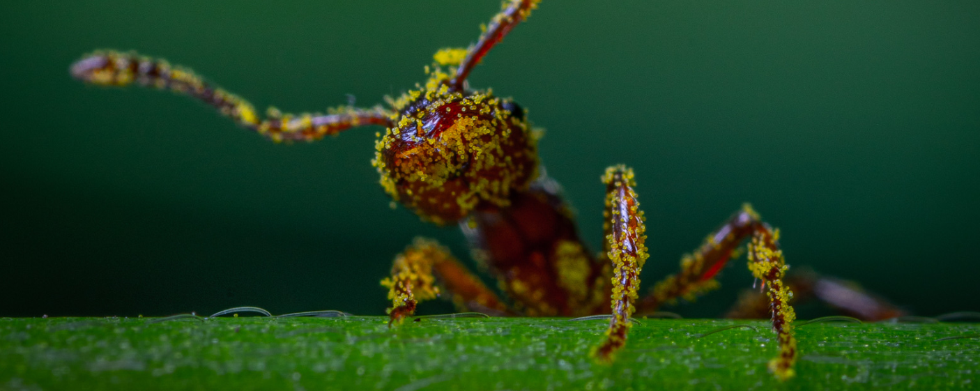 A close-up of an ant covered in yellow pollen standing on a green surface, with a blurred green background. The details of the ant’s body and pollen grains are sharply visible—highlighting ants’ remarkable ability to explore their environment.