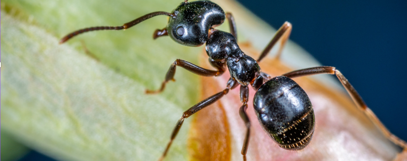 Close-up view of a black garden ant walking on a green plant stem, its body and legs clearly visible and detailed against a blurred blue and green background, capturing the beauty of ants often found indoors.
