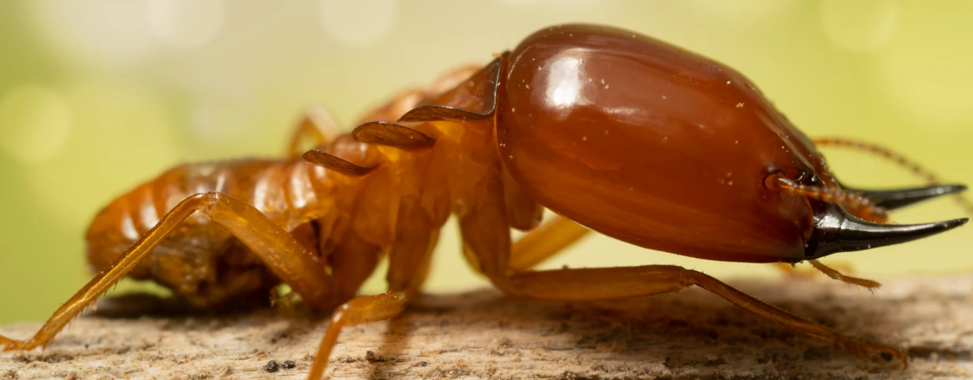 Close-up of a termite with a large, reddish-brown head and prominent mandibles, crawling on wood—a striking reminder of how termites can threaten Florida homes—set against a green blurred background.