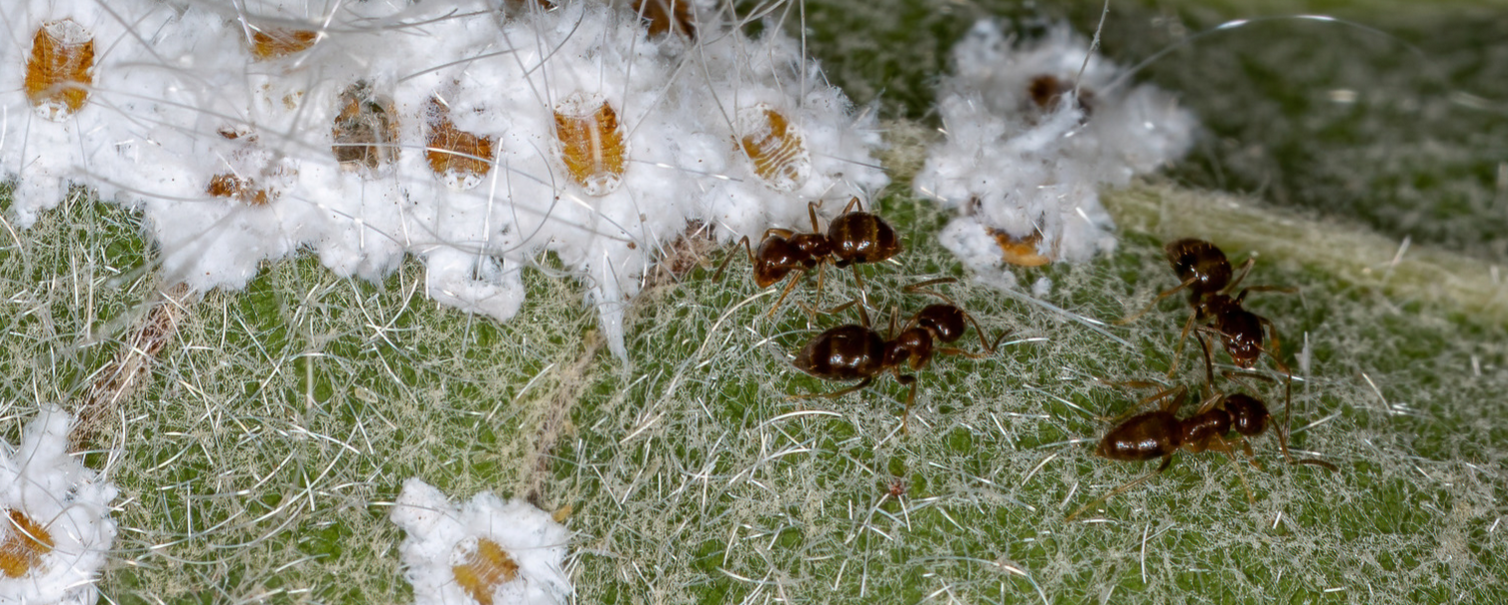 Close-up of several ants crawling on a green, hairy plant surface in South Florida, with clusters of white, cottony mealybugs and signs of whitefly sooty mold scattered around them.