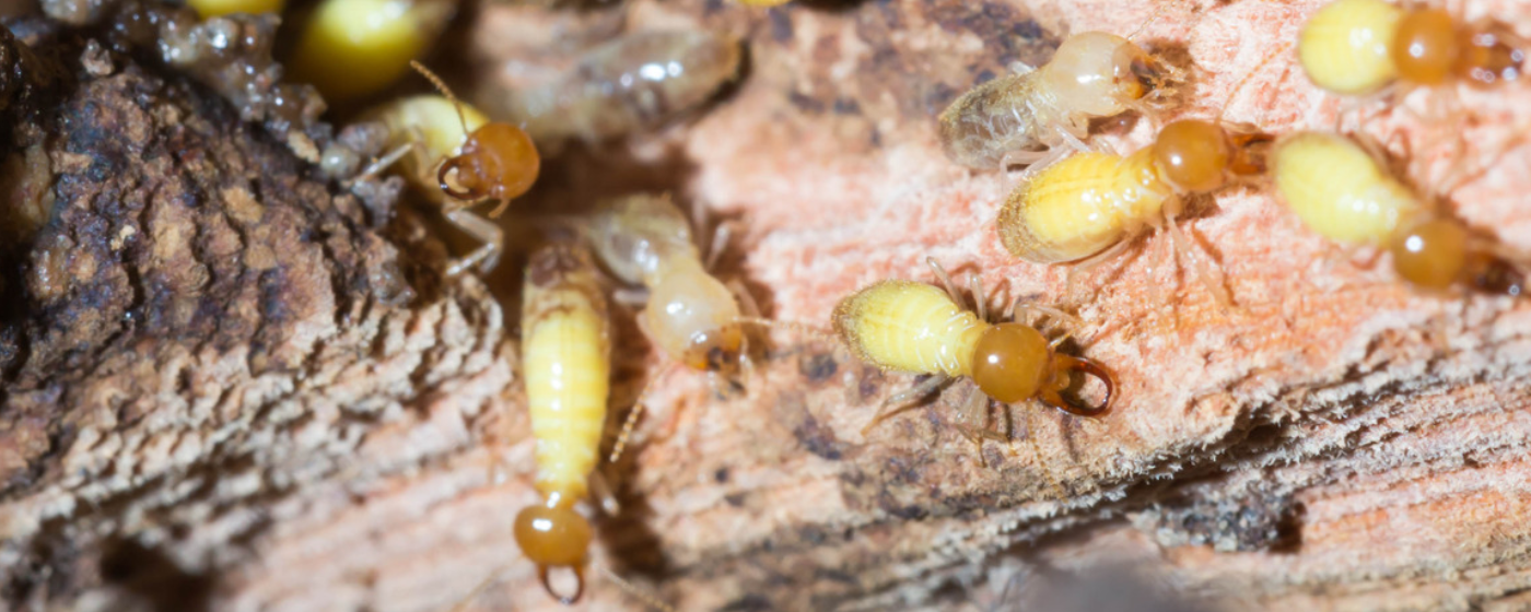 Close-up view of several termites with yellowish bodies and brown heads crawling on a piece of wood, highlighting their small size and segmented bodies—an early sign of a possible termite infestation.