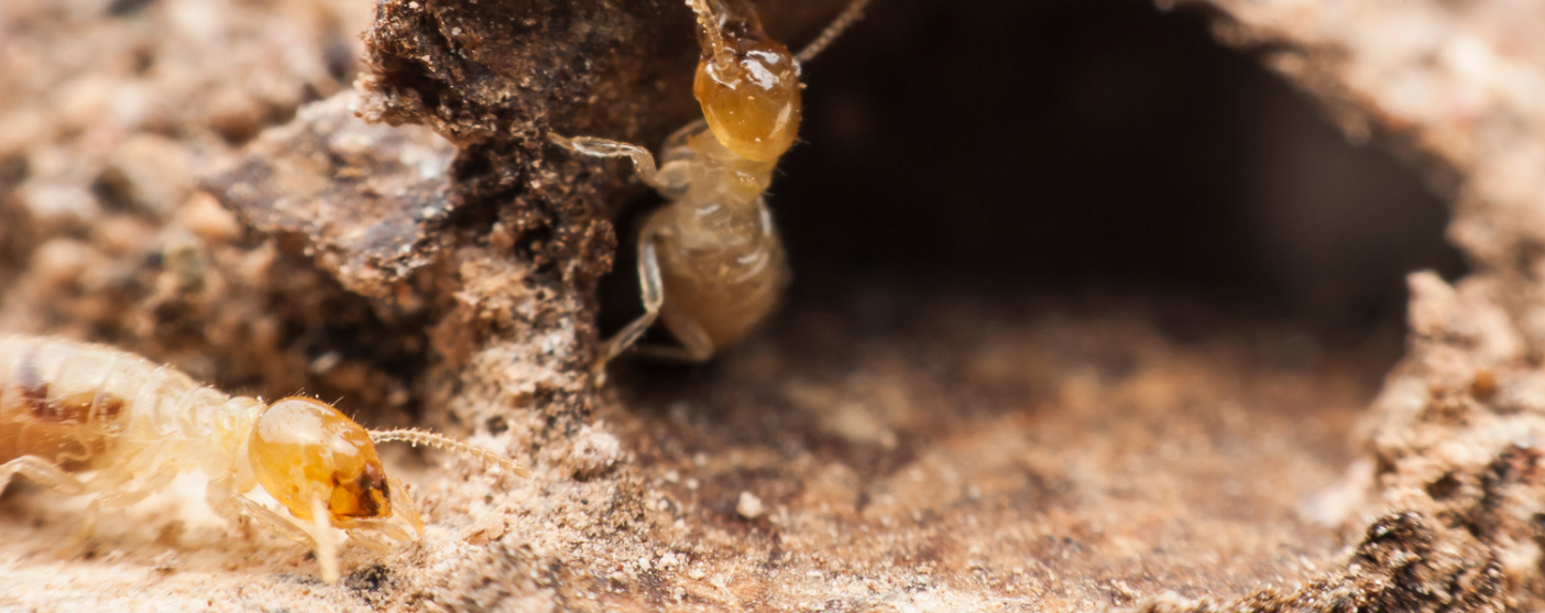 Close-up image of two termites crawling in and around a dirt tunnel, their yellowish bodies and heads visible against the brown soil—a clear sign of termite infestation that can threaten new homes.