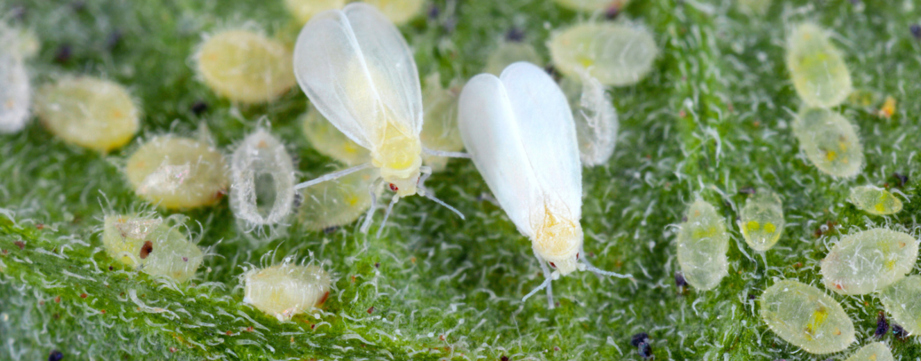Close-up of two whiteflies, common tree pests, with translucent wings surrounded by yellowish larvae on a green, textured plant leaf.