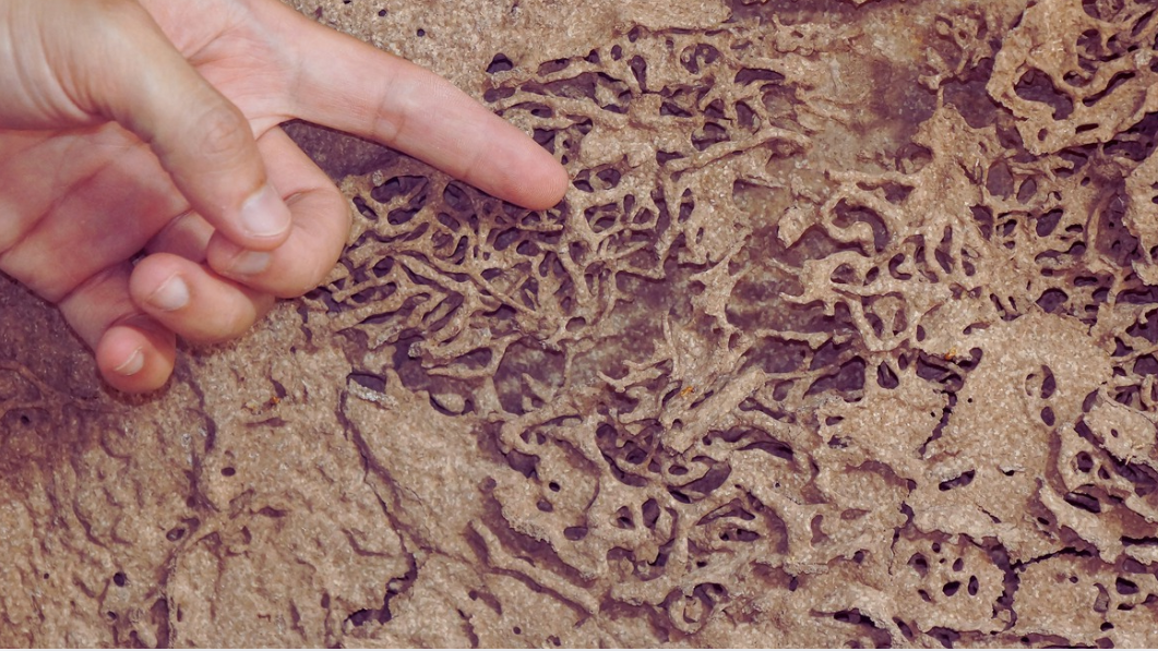 A hand points to intricate tunnels and patterns carved by Asian subterranean termites in a piece of damaged wood, showcasing how these pests spread faster and cause extensive termite infestation.