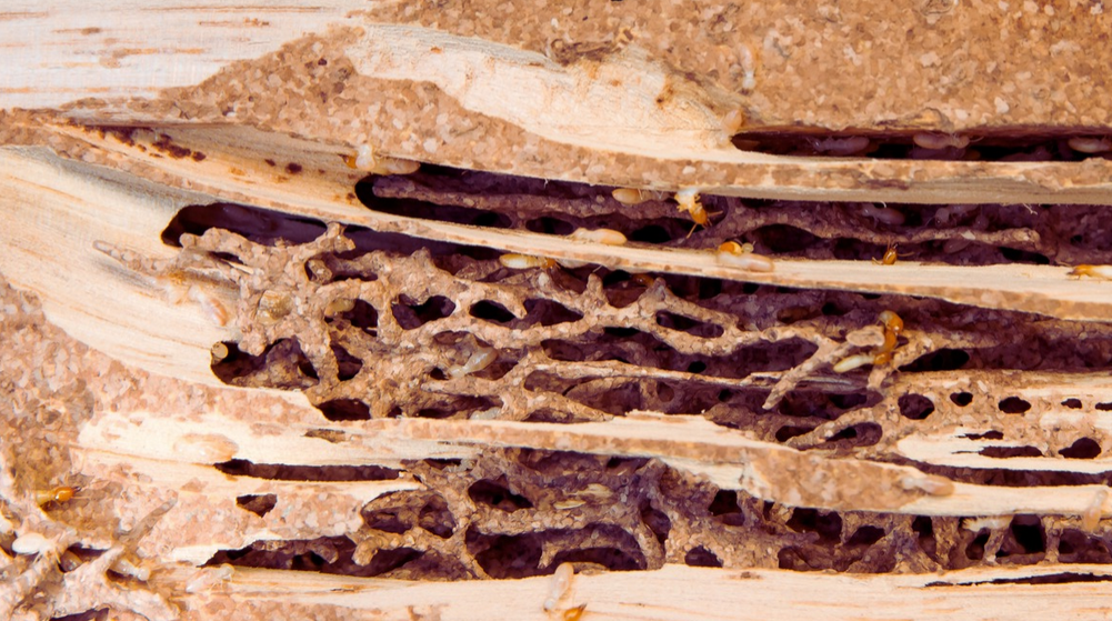Close-up of wood damaged by Asian Subterranean Termites, showing intricate tunnels and galleries that illustrate the spread of these pests, with several termites visible among the wood fibers and debris.