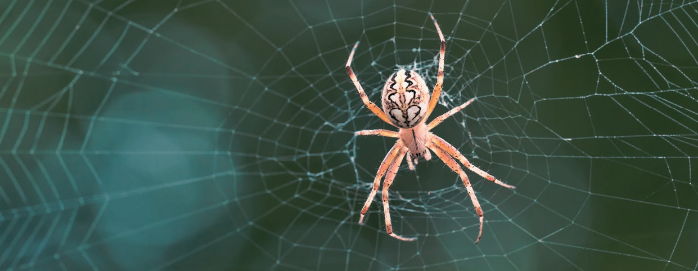 A close-up of a spider with patterned markings on its back, sitting at the center of its web against a blurred green background—a familiar sight for those who often notice spiders around home.