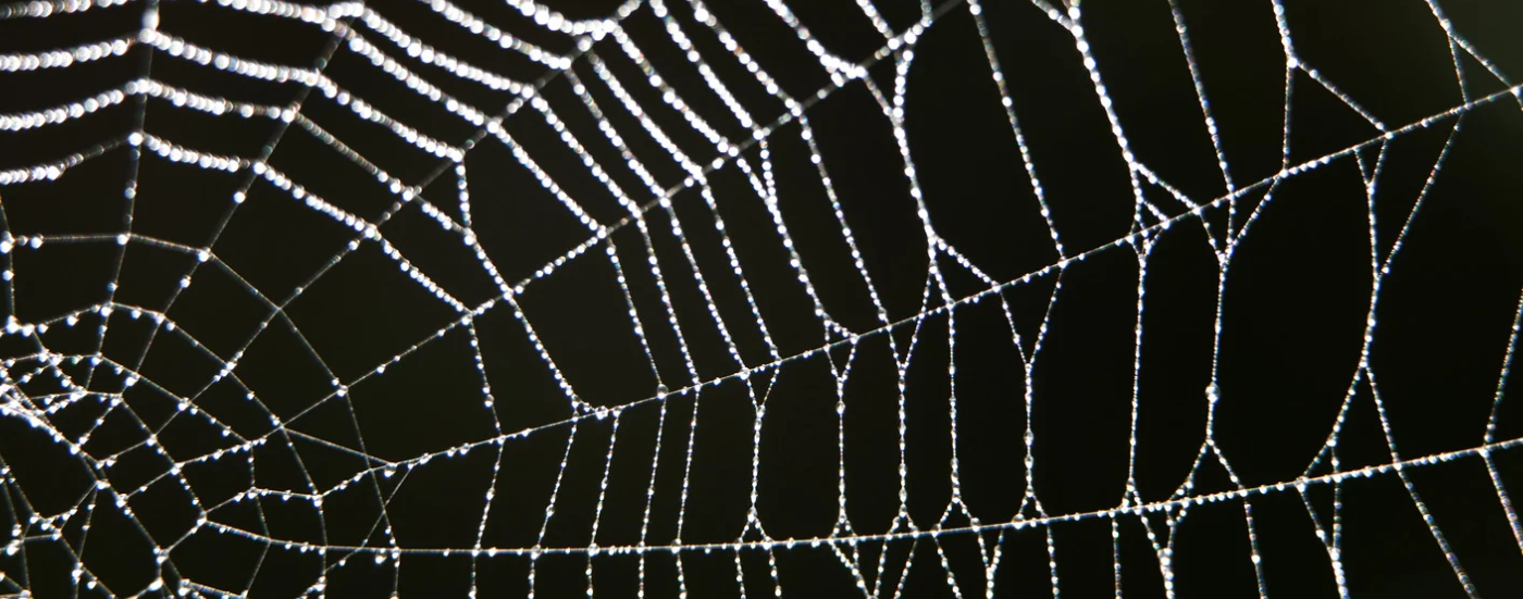A close-up of a spider web covered in small water droplets, glistening against a dark background, evokes the meaning of home for many creatures—spider webs serve as both shelter and masterpiece in nature’s delicate architecture.