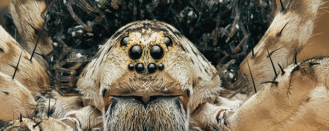 Extreme close-up of a spider’s face showing multiple eyes, hairy limbs, and fangs. Fine details of its fur and textures are visible, with a complex arrangement of eyes and dark bristles on its body—revealing just how intricate spiders can be when they’re hiding inside your home.