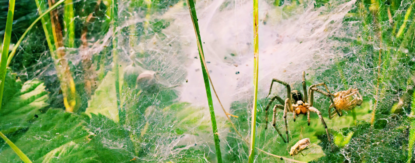 A spider sits near the entrance of a dense funnel-shaped web among green leaves and grass, with prey caught nearby in the web—a scene that might spark spider concerns for those worried about spiders in your home.